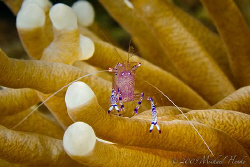Anemone shrimp (Periclimenes tosaensis). Nikon D300, 105m... by Michael Henke 
